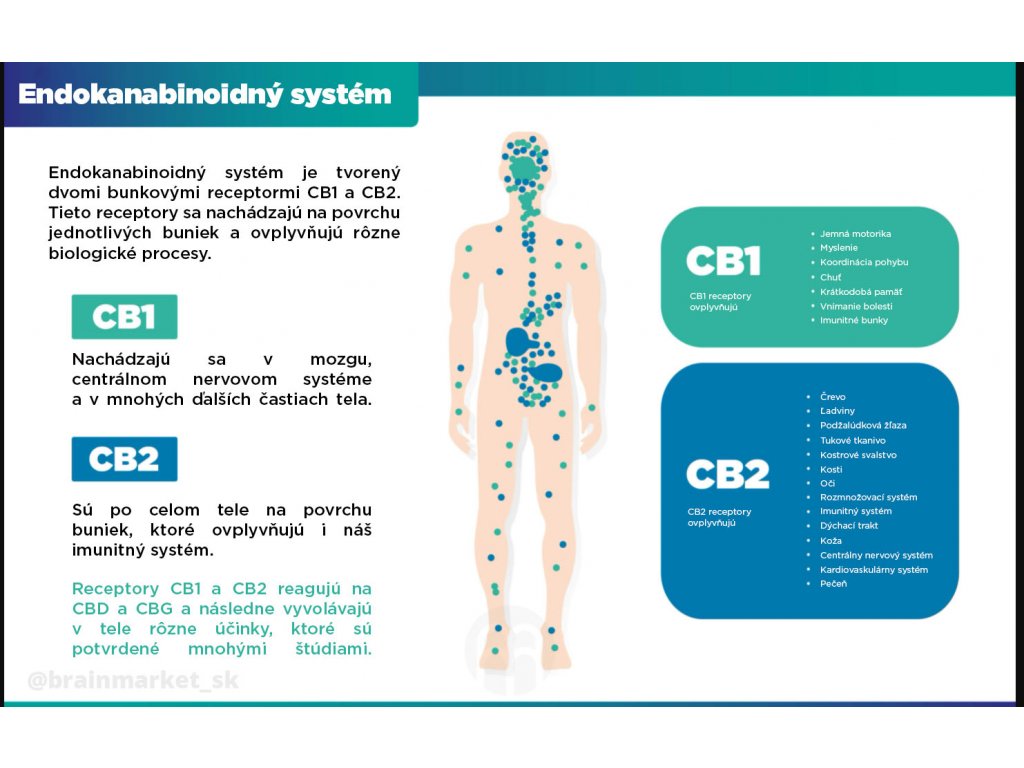 18751-8_endo-system-brainmarket-infografika-sk